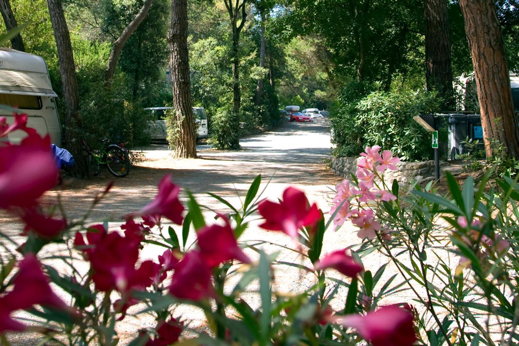 Camping Casa Di Caccia มารินา ดิ บิบโบนา ภายนอก รูปภาพ