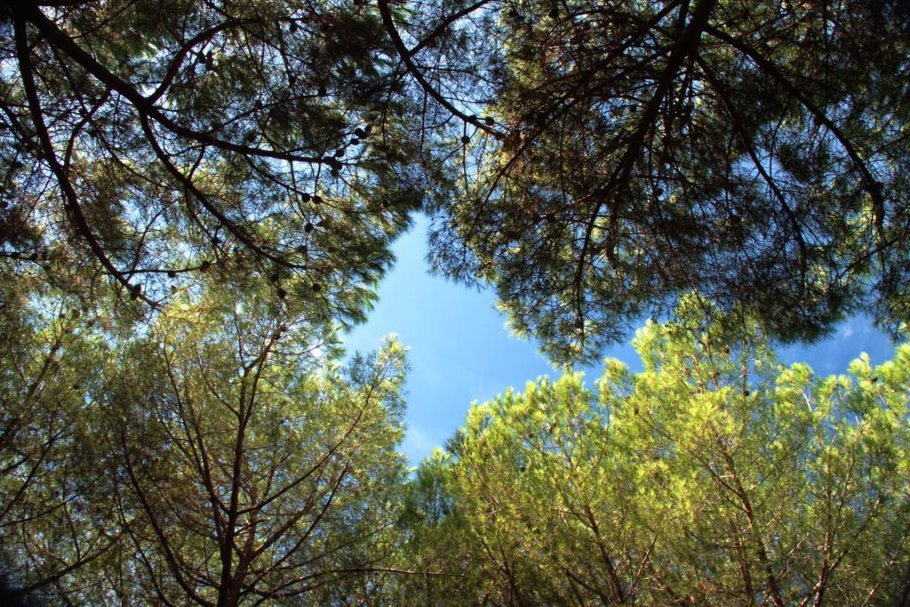 Camping Casa Di Caccia มารินา ดิ บิบโบนา ภายนอก รูปภาพ